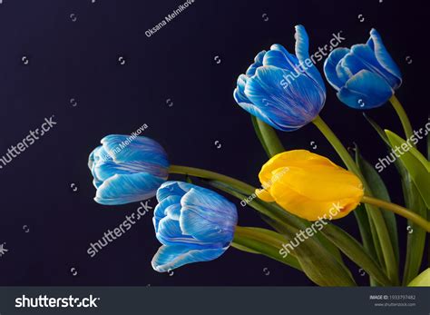 247,126 Blue Tulips Images, Stock Photos & Vectors | Shutterstock