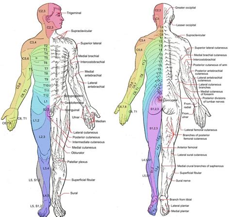 Major dermatomes and cutaneous nerves - Anterior and Posterior Views #Diagnosis #Anatomy # ...