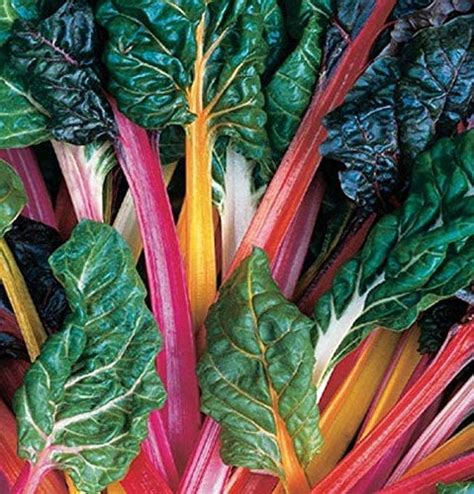 Swiss Chard - Rainbow Mix - St. Clare Heirloom Seeds