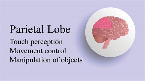 Parietal Lobe - The Definitive Guide | Biology Dictionary