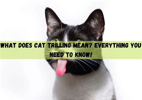 What Does Cat Trilling Mean? Everything You Need To Know!