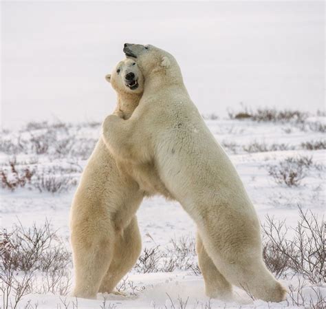 Tundra biome animals adaptations to environment | Animal Big