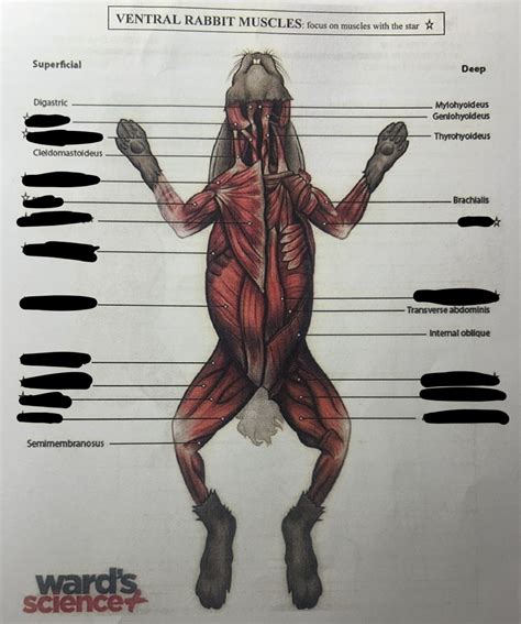 Rabbit Muscles Ventral View Diagram | Quizlet