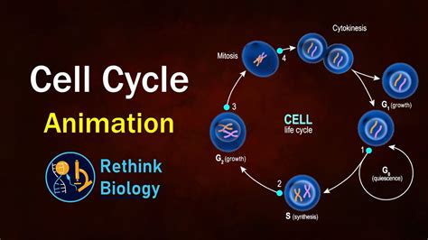 Cell Cycle Mitosis Animation