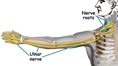 Ulnar Nerve Entrapment - Hometown Family Wellness Center