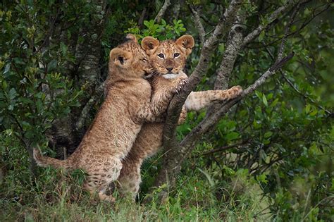 Young Lion Cubs Playing - Sean Crane Photography