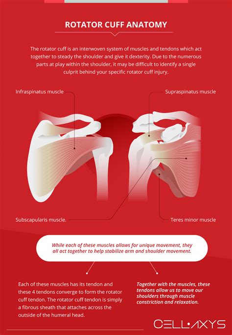 Rotator Cuff Surgery Recovery Time - Cellaxys