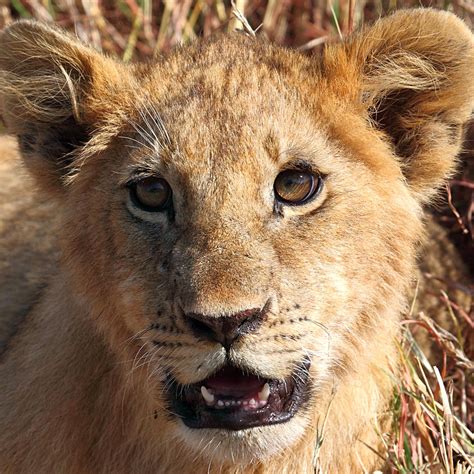 African Lion Cub Portrait Photograph by Carole-Anne Fooks