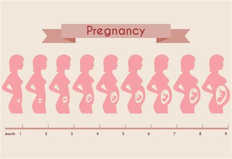 Pregnant Belly Stages By Week