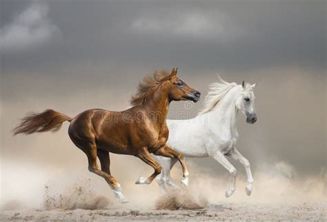 Wild Horses Running