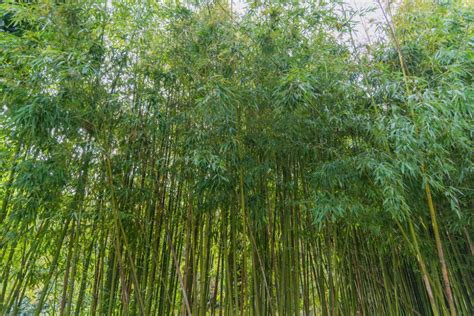 How to Kill Bamboo » Everything You Need to Know