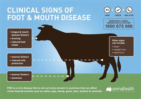 Indonesia to produce vaccines to contain re-emergence of foot-mouth-diseases - Health Reporters