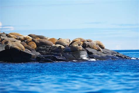 Walrus Habitat and Distribution - Animal Facts and Information