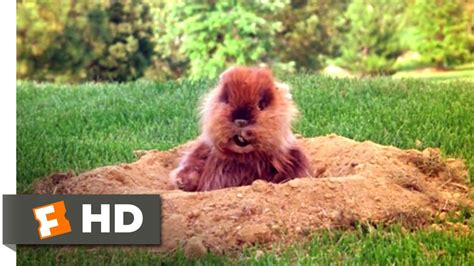 Caddyshack Gopher Wallpaper