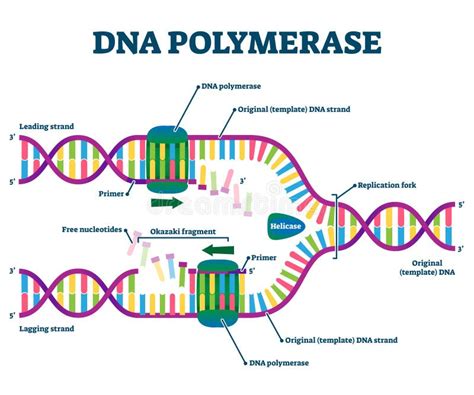 Enzyme DNA polymerase I stock illustration. Illustration of formula - 25513451