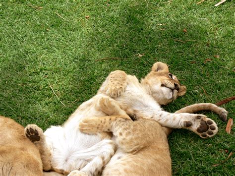 Lion Cubs Playing Free Stock Photo - Public Domain Pictures