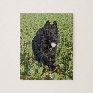 Lacquer Black German Shepherd Jigsaw Puzzles