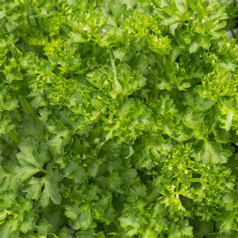 Curly Parsley | Garden Plant, Culinary Herb | Free UK Delivery