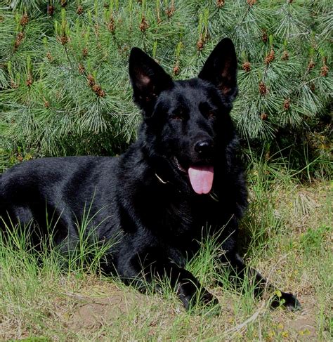 The German Shepherd: Black German Shepherd Puppies