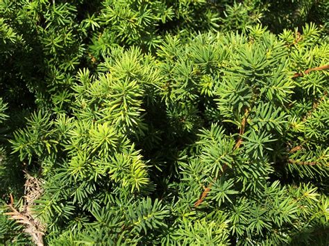 Dense Yew – Wilson Nurseries