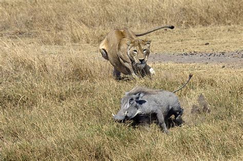 Lioness Hunting Prey