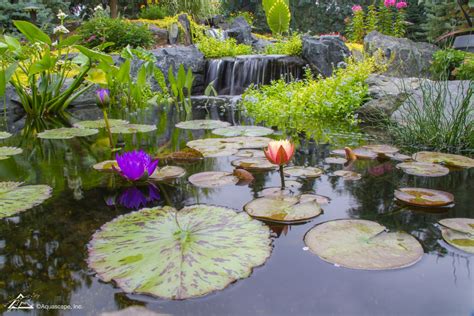 Top 10 Aquatic Plants for Water Features, Ponds, and Waterscapes