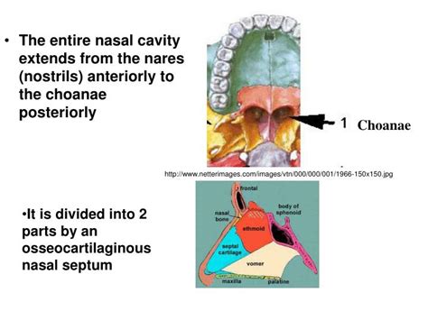 PPT - The Nasal Cavity: Functions PowerPoint Presentation - ID:6024424