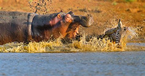 Pictured: Crocodile and hippo fight furious battle over zebra dinner - Irish Mirror Online