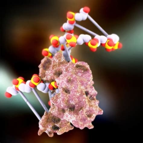 3d model dna ligase protein