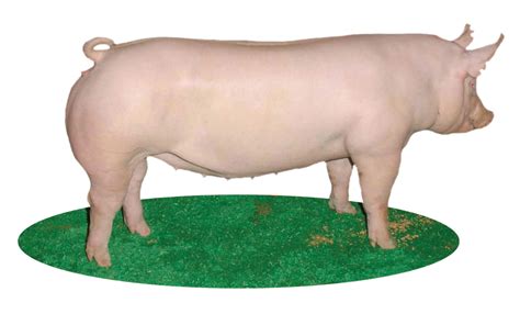 Major Swine Breeds - Pork Checkoff