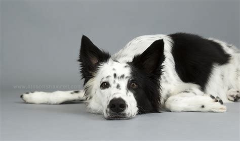 Riley the Border Collie / Husky Mix! San Diego Pet Photographer Allison Shamrell ~ The Blog