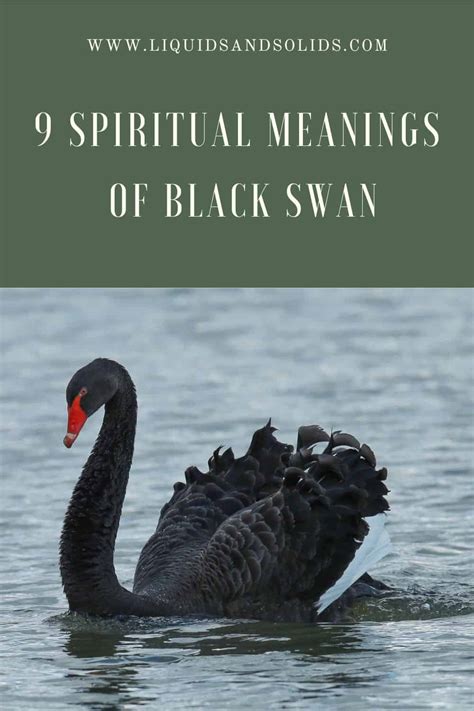 9 Spiritual Meanings of Black Swan