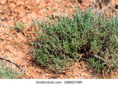 Desert Scrub Plants Images, Stock Photos & Vectors | Shutterstock