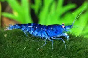 Everything About Blue Tiger Shrimp Care | Whypetfish.com