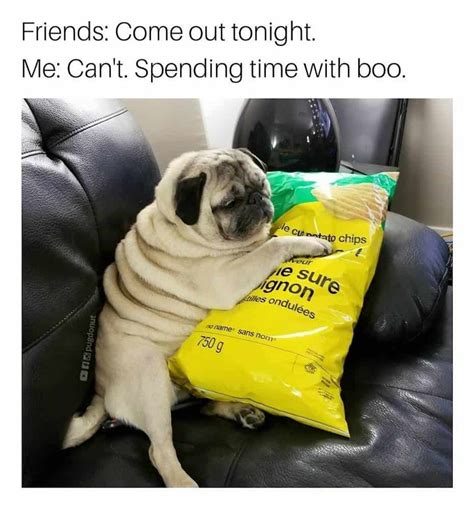 The Best Pug Memes on the Internet