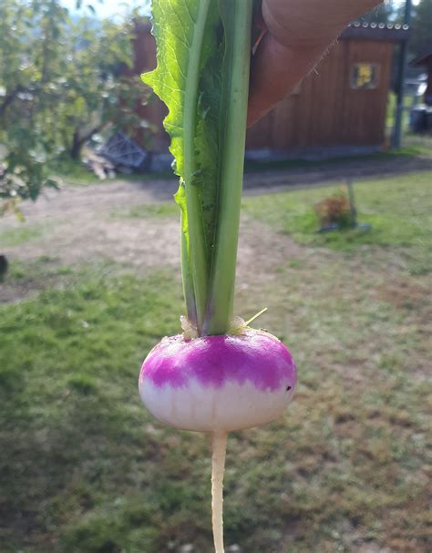 Purple Top Turnip – Sunshine Farm Store