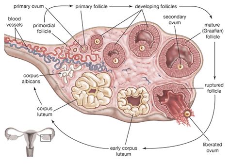 Ovarian Cyst Types - Symptoms, Pain, Diagnosis & Treatment