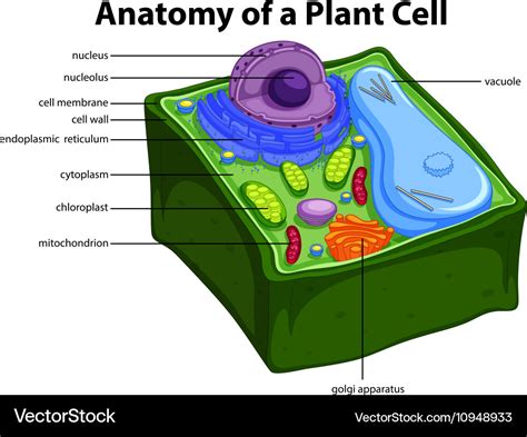 [DIAGRAM] Detailed Diagram Of A Plant Cell - MYDIAGRAM.ONLINE