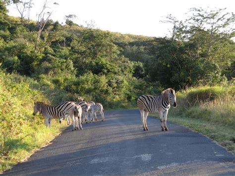 Safari To Hluhluwe-Imfolozi Park – Durban Safaris