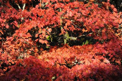 Ravenglass - Muncaster Castle and Gardens - the Gardens - Visit Cumbria