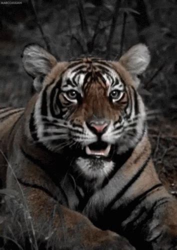 Tiger Attack Animated Gif