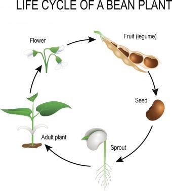 Bean Plant Life Cycle