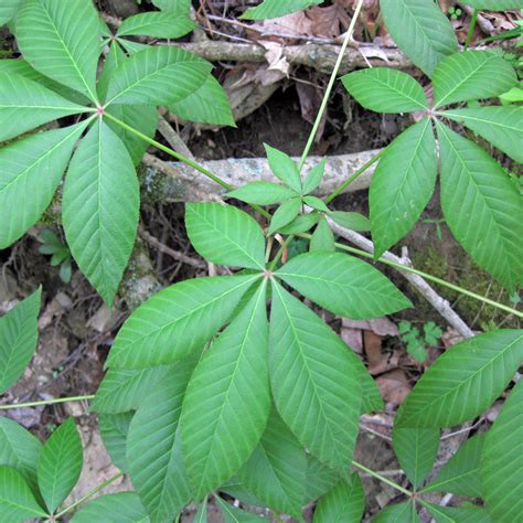 Franklin & Marshall - Ohio Buckeye (Aesculus glabra)