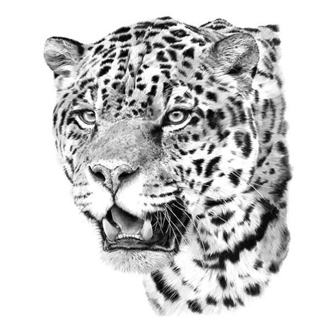 Realistic Jaguar Head Tattoo Design | Big cat tattoo, Leopard tattoos, Jungle drawing