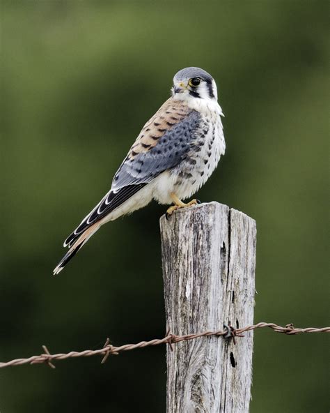 American Kestrel - Alabama Cooperative Extension System