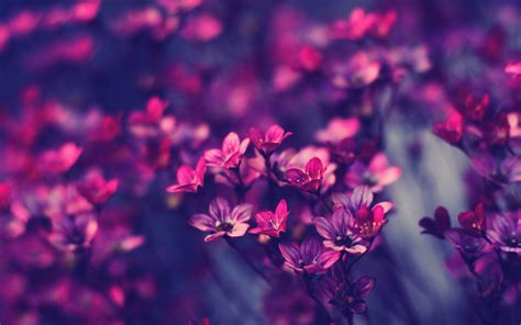 Purple Floral Desktop Wallpapers - Top Free Purple Floral Desktop Backgrounds - WallpaperAccess