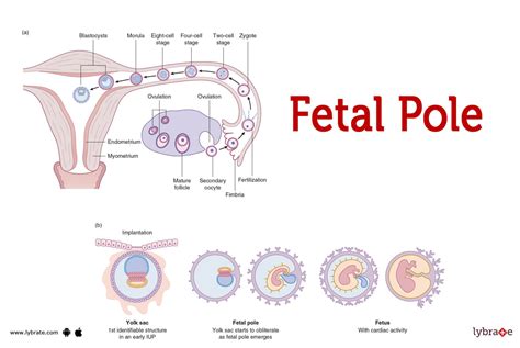 Fetal Pole (Human Anatomy): Image, Functions, Diseases and Treatments