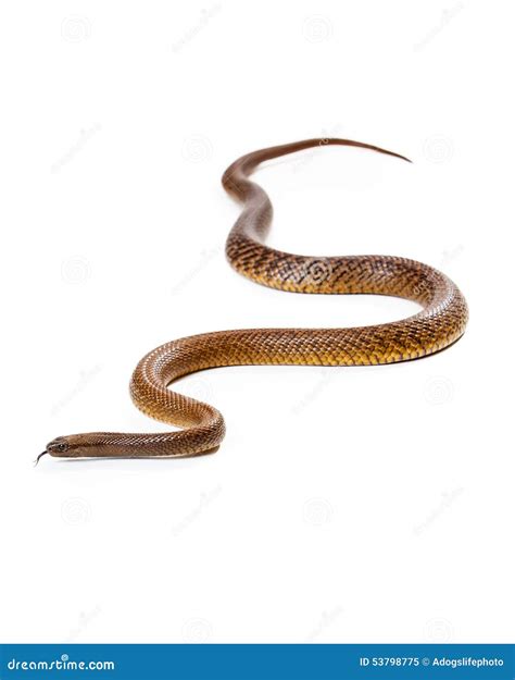 Dangerous Venomous Inland Taipan Snake Royalty-Free Stock Photo | CartoonDealer.com #53798775