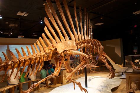 Learn About Spinosaurus, the Sailed Dinosaur