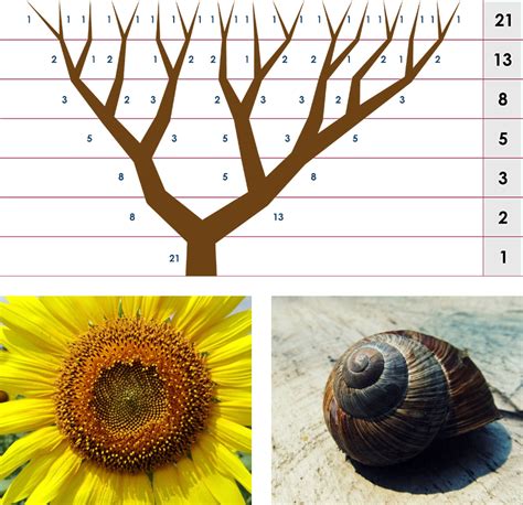 Fibonacci sequence in nature tree - thebigvolf